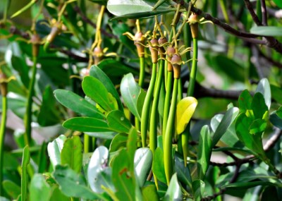 淡水紅樹林水筆仔2